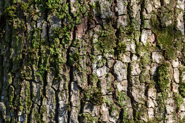 Interesting structure of the peel of a tree with moss