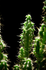 Close-up of a cactus and black background