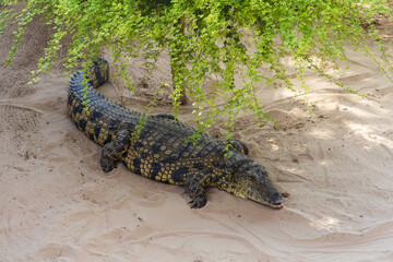 A crocodile lying on the sand under the branches of a tree