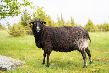 Portrait of a sheep standing in a field. Landscape caretaker. West Estonian Archipelago Biosphere Reserve.