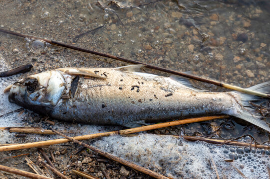Dead infected fish on the shore of the lake