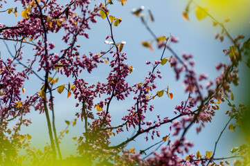 Acacia blossomed with a beautiful pink color