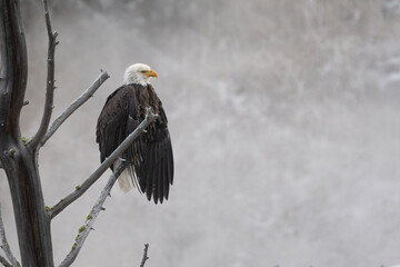 A majestic mature bald eagle views its surroundings from its perch on a dead tree while steam rises from a nearby geothermal hot pool on a cold spring morning in Yellowstone National Park.