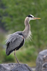 A beautiful male great blue heron with its breeding plumage stands on its rock perch as it surveys a small pond in Eastern Idaho.