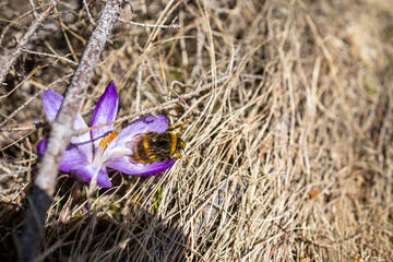 Purple crocus flowers. Saffron. Spring flowers on mountain meadow. Bumblebee collects nectar on a...