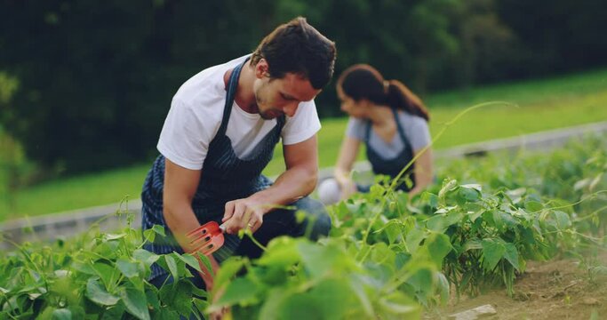 Farmer, couple and gardening plant in field and agriculture, vegetable crop or farm teamwork in countryside. Green, nature and man working or farming healthy, sustainable food to grow on land