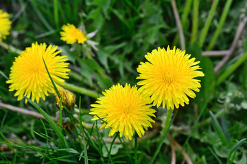 Three yellow dandelions are in the grass isolated, close up