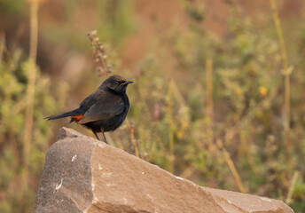 Obraz premium Indian Robin perched on rock at Bhigwan bird sanctuary Maharashtra