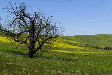 Fototapeta na wymiar Old Oak Tree in the mustard field