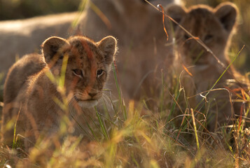 A backlit image of lion cubs at Masai Mara, Kenya