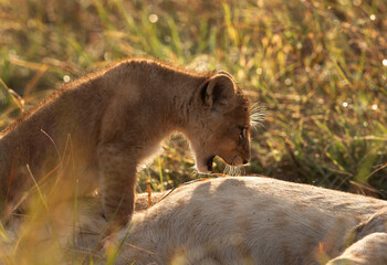 A backlit image of Lion cub near mother at Masai Mara, Kenya