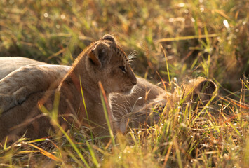A backlit image of lioness sleeping and her cub at Masai Mara, Kenya