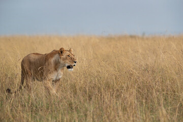 Fototapeta na wymiar Lioness walking in savannah, Masai Mara, Kenya