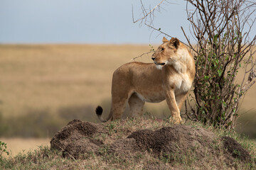 Lioness observing the surrounding from the top of a mound, Masai Mara, Kenya