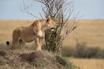 A lioness observing the surrounding from the top of a mound, Masai Mara, Kenya