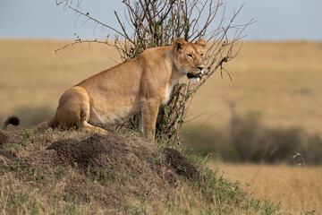 A subadult lioness observing the surrounding from the top of a mound, Masai Mara, Kenya