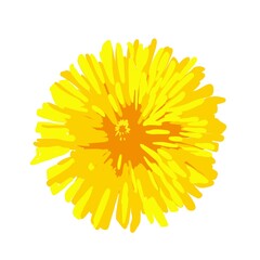 yellow dandelion isolated on white