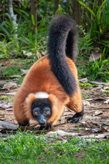 Red ruffed lemur, Varecia rubra, in its natural environment in Madagascar