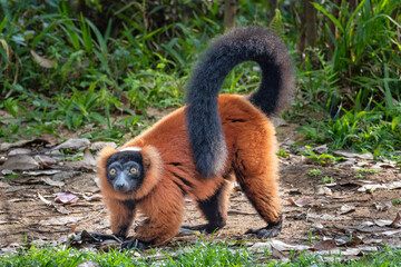 Red ruffed lemur, Varecia rubra, in its natural environment in Madagascar © DirkDaniel