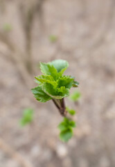 Nahaufnahme von frischen Blättern im Wachstum