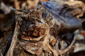 a close up of a piece of wood