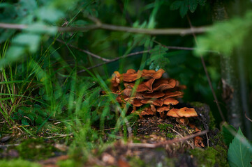 a group of mushrooms sitting on top of a tree stump