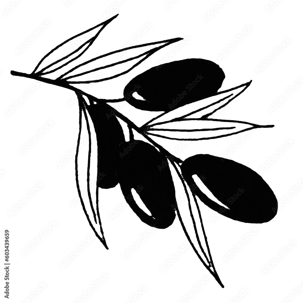 Wall mural Hand drawn doodle line art one branch of olive plant with olives berries and leaves.Isolated on white background.Italian organic vegetarian ingredient