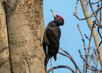 männlicher Schwarzspecht klettert auf Baumstamm im goldenen Sonnenlicht