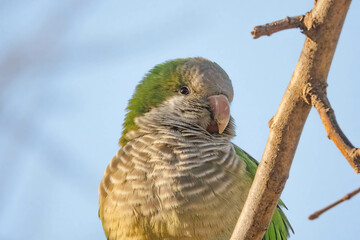 Nahaufnahme Oberkörper eines Mönchssittichs der im Abendlicht auf einem Ast sitzt