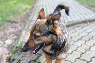 The dog is walking in the forest. Gelendzhik, Russia. 16.04.2023