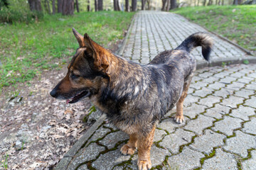 The dog is walking in the forest. Gelendzhik, Russia. 16.04.2023