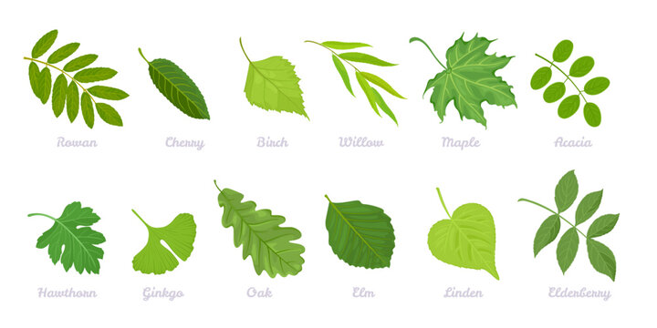 Set of green leaves of different trees. Cartoon leaf of mountain ash, cherry, birch, willow, maple, acacia, hawthorn, ginkgo, oak, elm, linden, elderberry. Collection of vector botanical illustration.