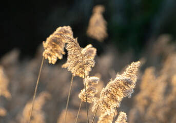 Durch Sonne gold angeleuchtetes Schilf im Abendlicht