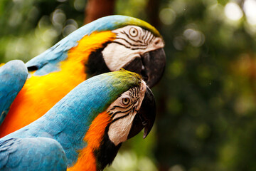 Casal de araras azul e amarela