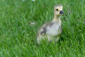 Poussin bernache du canada