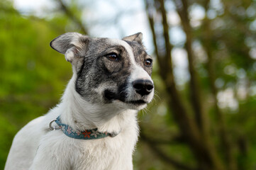 Portrait of a mongrel dog in nature. Closeup photo of an adorable dog.
