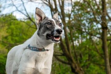 Portrait of a mongrel dog in nature. Closeup photo of an adorable dog.