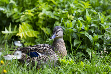 duck on the grass