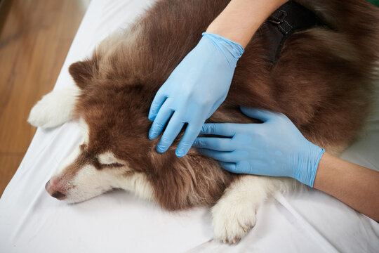 Veterinarian in silicone gloves checking Samoyed dog for ticks