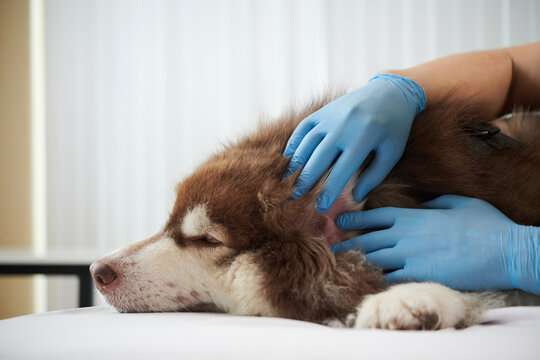Doctor wearing silicone gloves when checking ears of Samoyed dog