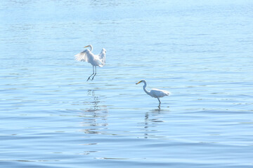 Long leg heron bird standing preying hunt eating fish on the water lake. Heron bird flying on the water. 