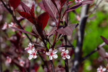Abstract macro texture background of white and red blooming flowers on a purple leaf sand cherry (prunus cistena) bush