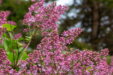 Abstract texture background of newly opening purple buds on a Persian lilac (syringa persica) bush