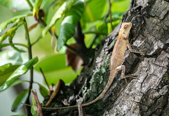 Blutsaugeragame klettert Baumstamm empor um sich sonnen zu lassen