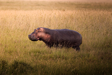Wild big grey african hippo in the savannah in the Serengeti National Park, Tanzania, Africa
