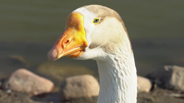 Perigord goose rotates head on long neck in summer at geese farm. Beautiful white geese, French foie delicacy, farm poultry in countryside. Waterfowl hunting