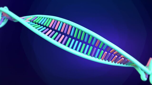 DNA molecule, colorful dna helix, unwinding, labels: nucleotide adenine, thymine, cytosine, guanine, sugar phosphate backbone and base pair. 3d animation
