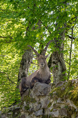 Alpensteinbock in Österreich