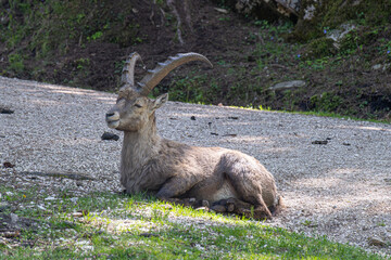 Alpensteinbock-Kitz in Österreich
