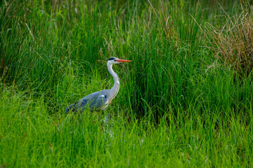 A Gray Heron in the wetlands